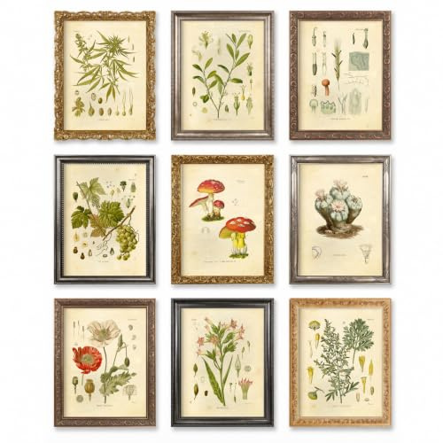Ink Inc. Psychoactive Hallucinogenic Plants Botanical Drawings Vintage Art Prints, Set of 9, 5x7in, Unframed, Cannabis Coca Opium Poppy Tobacco Wormwood Grapes LSD Mushrooms Peyote