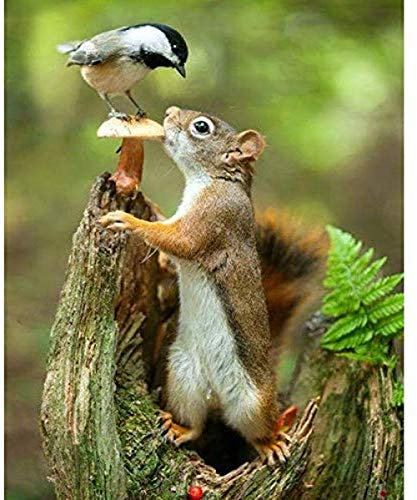 QNJY Kinder-Puzzles Spielzeug Lernpuzzle 70 x 50 Eichhörnchen und Vogel Puzzle für Erwachsene 1000 Teile