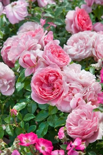 Rosa 'Rosenfee' - Edelrose, rosa Blüten, Blütezeit Juni-Oktober, ideal für Beete und Kübel, duftend, pflegeleicht und winterhart
