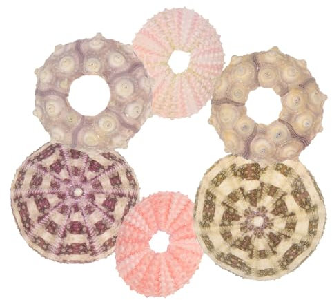 BESPORTBLE 12stücke Seeigel Blumentöpfe Für Luftpflanzen Natürliche Deko Für Garten Balkon Und Aquarium Zufällige Farben