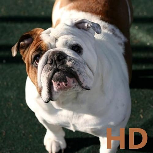 English Bulldog HD Wallpapers