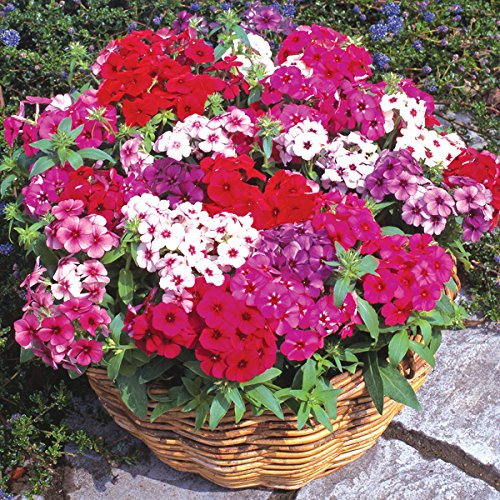 Phlox Cecili Dwarf - 300 graines - Phlox DrummONFONII Nana Compacta - Fleur - NPWS