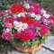 Phlox Cecili Dwarf - 300 graines - Phlox DrummONFONII Nana Compacta - Fleur - NPWS