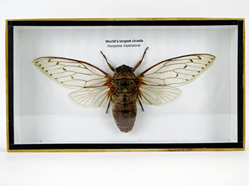asiahouse24 Véritables insectes, cicades et rampeurs dans une vitrine en bois derrière verre (World's Largest Cida)