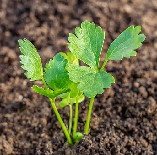 100 piezas de semillas de apio verde