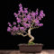 Liebesperlenstrauch Bonsai Samen Winterharte SträUcher Schnell Wachsende Violett Blumensamen Liebesperlenstrauch Winterhart BlüHende SträUcher Gartendeko FüR DraußEn Balkonpflanzen 100 StüCke