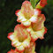 Gladiolo Bulbi Fiori Fiori Da Balcone Fiori Da Giardino Gladiolo Bulbi Bulbi Da Fiore Perenni Resistenti Piante Balcone Coprisuolo Decorazioni Giardino Per Esterni 3 Gladiolo Resistente Arancione