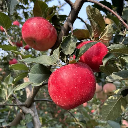 apfelbaum samen - säulenobst winterhart，winterharte kübelpflanzen samen anzucht，säulenobstbäume baumsamen，winterharte pflanzen für garten balkonpflanzen，gewächshaus balkon 50pcs