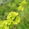 Pianta vera di Ginkgo biloba Mariken (maschio - NO FRUTTI)