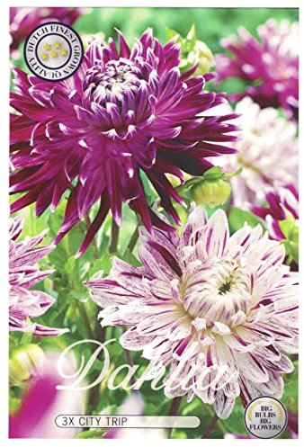 Interflowers Dahlien Knollen Blumenzwiebeln Dahlia Bunte Auswahl im Mix für Sommer Blume Knolle Blumenzwiebel Set in Bio Geschenkverpackung Bunte Blüten mehrjährig (3X Dahlie City Trip)