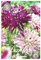 Interflowers Dahlien Knollen Blumenzwiebeln Dahlia Bunte Auswahl im Mix für Sommer Blume Knolle Blumenzwiebel Set in Bio Geschenkverpackung Bunte Blüten mehrjährig (3X Dahlie City Trip)