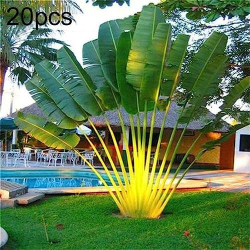 Semi di Albero di Cycas, 20Pcs Rare Piante perenni Tropicali Fan Palms Cycas Tree Seeds Garden Yard Decor Semi di Palma 20 Pezzi