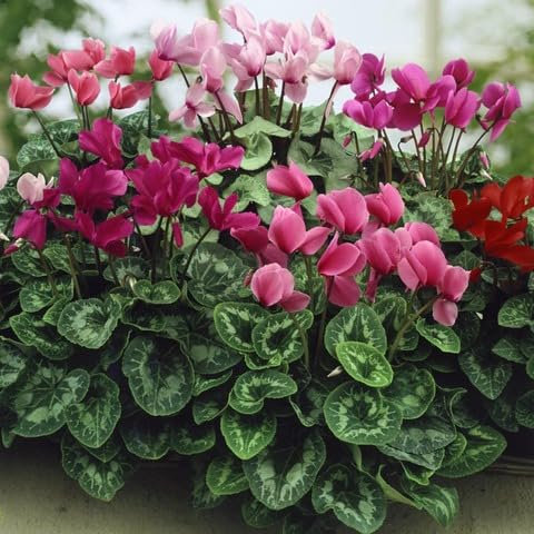 100 Stück gemischte Alpenveilchen-Blumensamen
