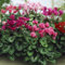 100 Stück gemischte Alpenveilchen-Blumensamen