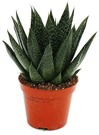 Exotenherz - Sukkulente - Gasteria D Due - Gasterie - 8,5cm Topf