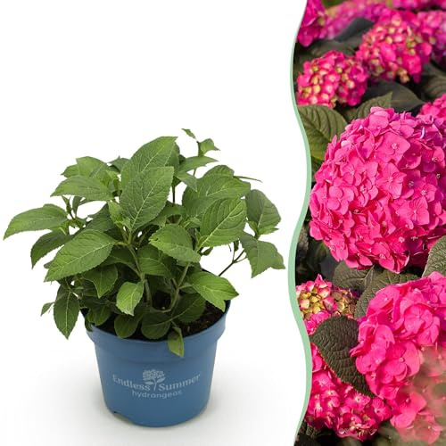 Green boutiQ - Gartenpflanze - Hydrangea Endless Summer Summer Love Red - Hortensie - Winterhart - Rot - 1 Pflanze - Topf 14cm - Höhe 20-25cm