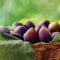 Fig Garden Hardy Fruit Tree Self-Fertile Plants, Produces High Yields of Sweet Edible Figs for Patios & Kitchen Gardens 1 x Fig Brunswick (Ficus) Plant in 3 Litre Pot by Thompson & Morgan