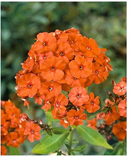 Petsdelite® Phlox Paniculataã Orange Perfectionã Ã (3 Wurzeln), Sommerphlox (Samen/Wurzel)