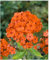 Petsdelite® Phlox Paniculataã Orange Perfectionã Ã (3 Wurzeln), Sommerphlox (Samen/Wurzel)