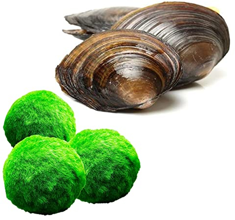 vdvelde.com - Teichmuscheln für Gartenteich Winterhart 10 Stück + Mooskugeln 10 Stück - Filternde Muscheln - Teichmuschel Set Gegen Algen und hält den Teich sauber und klar