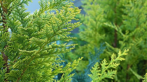 di vendita caldo 100 semi / pacchetto cipressi semi di conifere semi giardino di casa
