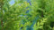 Heiße Verkauf 100 Samen / Zypressen Samen Conifer Samen Hausgarten packen