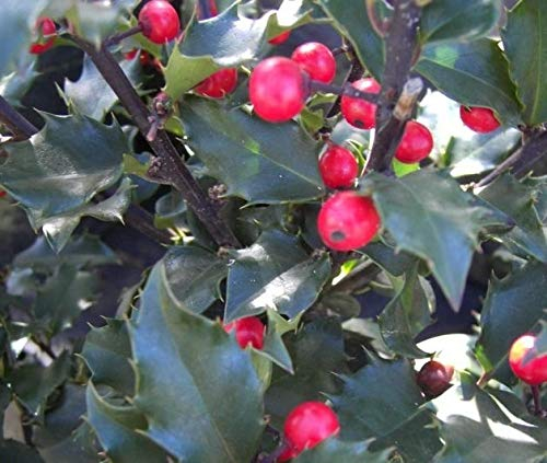 Ilex meserveae Blue Princess - Amerikanischer Ilex - Stechpalme - Amerikanische Hülse - Größe 60-80 cm