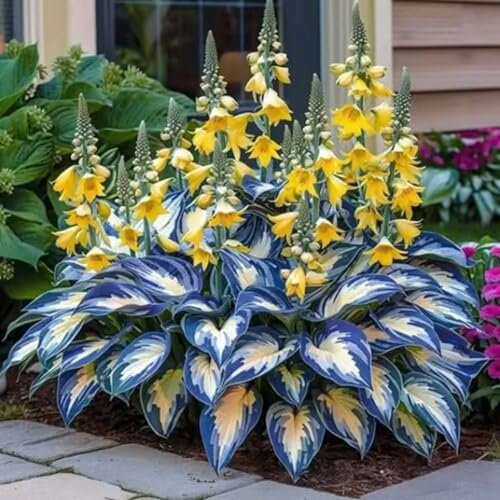 1000 Piezas Semillas de Hosta, Semillas Hosta, Semillas de Flores, Semillas Flores Exterior, Semillas Plantas Para Jardín, patio, granja (E)