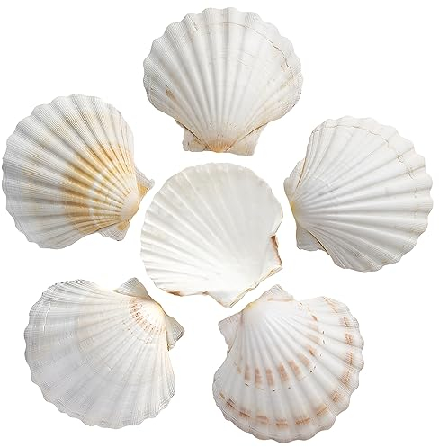 10PCS Coquilles Saint-Jacques, 4-5 en Grandes coquilles, coquilles Naturelles, coquilles pour Peindre, coquilles pour bricoler, Cuisiner, Bricolage Aquarium, Remplissage de Vase (10-13cm)