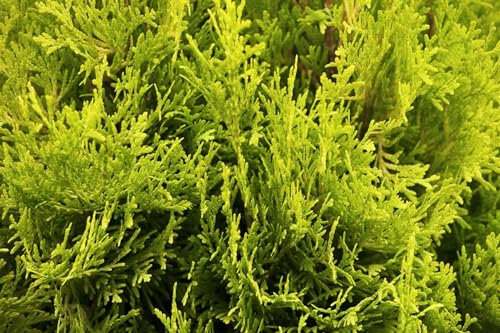Thuja occidentalis 'Jantar' 60 cm Stammhöhe – Winterhart, Immergrün, Pflegeleicht – Lebensbaum – Heckenpflanze für Garten & Sichtschutz