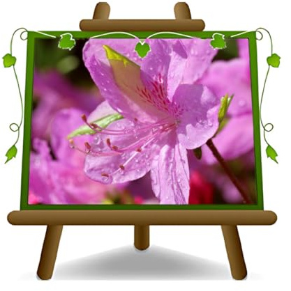Azalea Rosa Plantas Ornamentales Chioma: 35~40 cm Jarrón: 18 cm