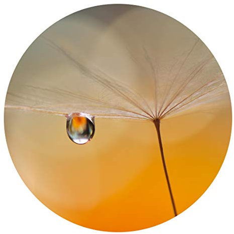 Runde Tapete selbstklebend - Pusteblume in Orange 244x244cm