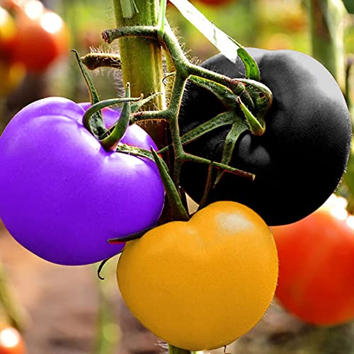 Haloppe 200 Stück Tomaten-Gemüse-Samen für den Hausgarten, Tomatensamen, süßes Gemüse, Pflanzensamen für Zuhause Regenbogen