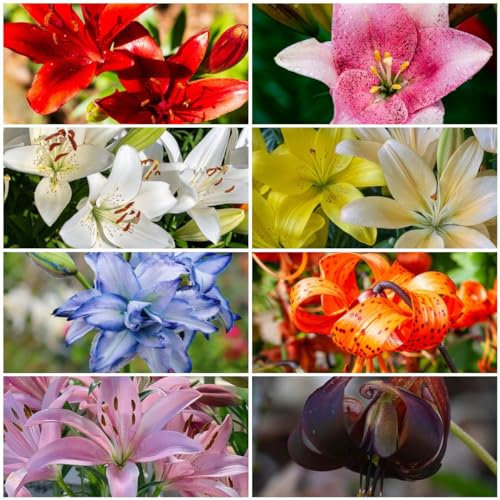 8 piezas bulbos de lirio resistentes, plantas en macetas flores balcón bulbos Lilium brownii - lirio lirio hidropónico perenne resistente maceta de bonsái resistente para plantas