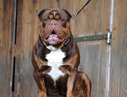 hansepuzzle 34700 - Englische Bulldogge Puzzle 1000 Teile - Tierwelt-Puzzle mit hochwertiger Aufbewahrung: Kartonbox und wiederverschließbarem Beutel - Format 60 × 46 cm