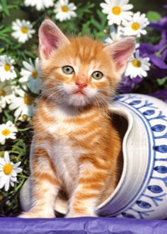 alles-meine.de GmbH Mini - Puzzle 80 Teile - Kätzchen - Castorland/Tier Tiere Kinder Kinderpuzzle Minipuzzle Minipuzzles