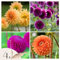 Plant in a Box - Dahlien - 4er Set - Dahlia 'Bouqet Sunshine' - Dahlienknollen pflanzen - Sommerblüher - Oranje und Violette Blüten - Ideal für Garten und Beete
