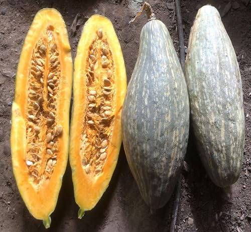 Kürbis blaue Banane 5+ Samen - amerikanische Kürbissorte - Banana squash C 096
