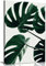 Panther Print Fine Art Prints Kunstdruck auf Leinwand, Monstera, natürliche Pflanzenblätter, Grün, 76 x 51 cm