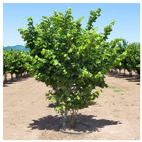 Nocciolo Corylus avellana Tonda di Giffoni pianta in vaso ø19 cm h 2 metri circa Vivaio di Castelletto