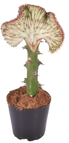 Korallen-Wolfsmilch (Euphorbia lactea Cristata) Rot