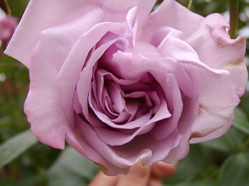 ‘Blue Moon’ – Lilac/Mauve - Hybrid Tea Rose – 4L Potted