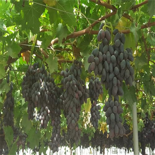 Trauben Kernlos, Garten Tafeltraube, Exklusive, Winterhart Traubenwurzel, Elegante, Weintrauben Kernlos Winterhartes, -1 Weinreben -B