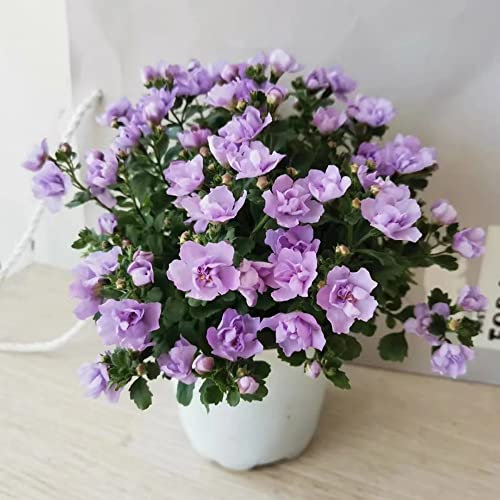 100 Bacopa samen zimmerpflanzen samen balkonpflanzen winterhart exotische pflanzen winterhart balkon pflanzen gemüsesamen winterhart kräuterpflanzen