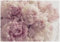 WallArena - Vlies Fototapete Blumen Pfingstrose Romantisch Rosa Rosen 350x250 cm - Fototapeten - Tapeten - für Wohnzimmer Schlafzimmer - Vliestapete Wandtapete Tapete 3D Effekt- inkl. Kleister