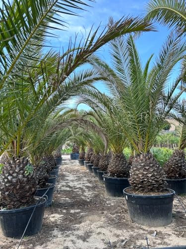 Sunny Tree Palmier dattier des Canaries Phoenix canariensis - Plante robuste et facile d'entretien pour l'intérieur et l'extérieur, hauteur 250 cm