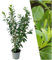 Plants by Frank | 20 Extra Große Kirschlorbeer Pflanzen Novita für 10 laufende Meter Hecken | ↨ 125-150 cm im 15 Liter Topf | Prunus Novita | Heckenpflanzen | Sichtschutz garten | Lorbeer Pflanze