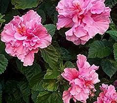 200 pezzi di semi di lattuga romana