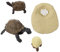 Vaguelly 2 Sets Kognitives Modell des Lebens Schildkröten Lebenszyklusfiguren Die Kindern Kognitive Spielzeuge Beibringen Tierwachstumsstadiumsmodelle Simulierte