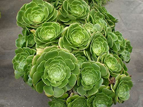 Aeonium arboreum seeds tree aeonium houseleek Irish rose succulent seeds –